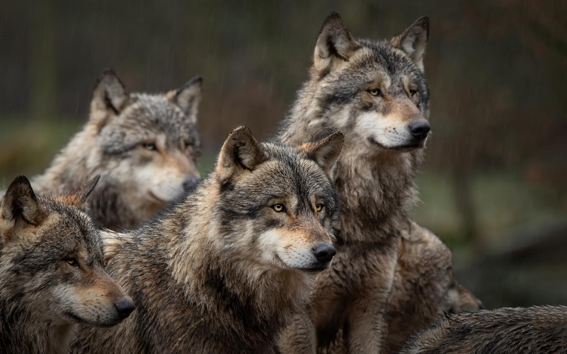 Wolvin Gw F Is De Grootste Schapendoder Van Nederland Volg Hier