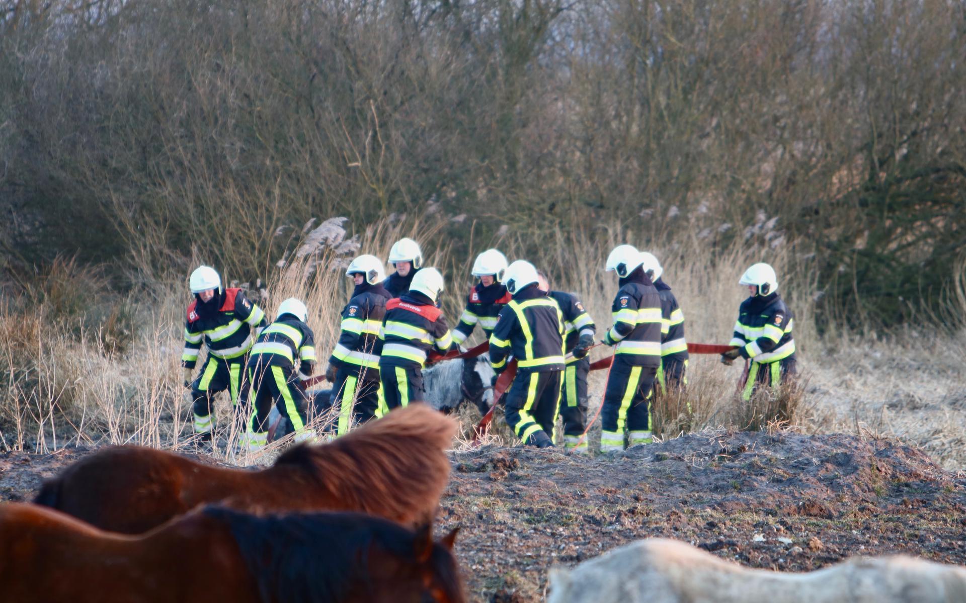 Paard Zakt Door Ijs En Belandt In Modderpoel Bij Mildam Leeuwarder