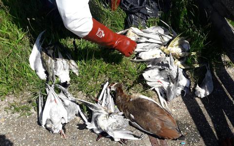 Een triest beeld: veel vogels bezwijken aan de vogelgriep.