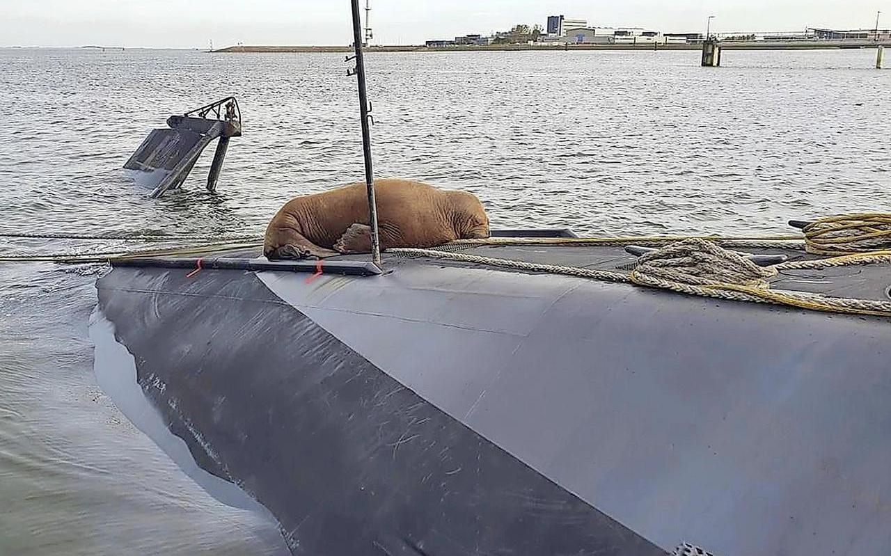 Walrus Freya baarde opzien door in Den Helder een onderzeeboot van de Walrusklasse uit te kiezen als rustplek.