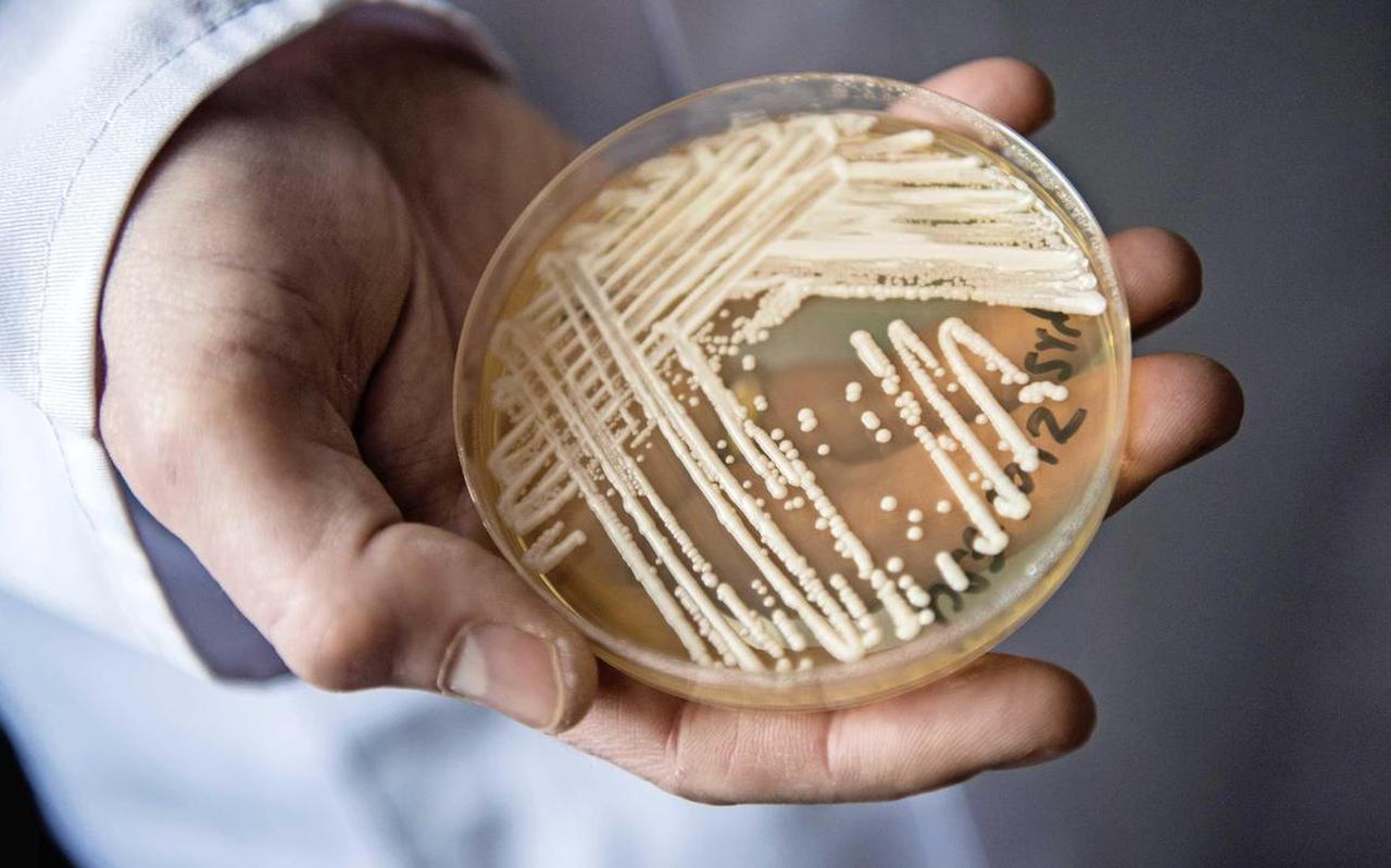 De schimmel Candida auris is vooral gevaarlijk voor mensen met een verminderde afweer, blijkt uit onderzoek. De schimmel Candida auris is vooral gevaarlijk voor mensen met een verminderde afweer, blijkt uit onderzoek.