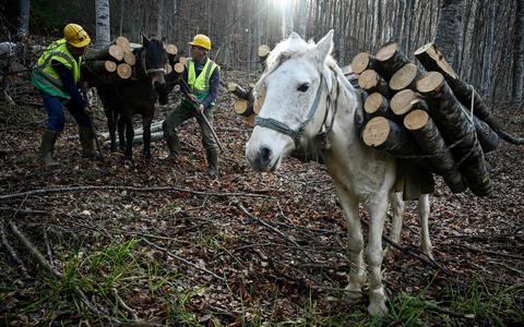 Mannen verzamelen brandhout in de bossen bij Teteven in Bulgarije.