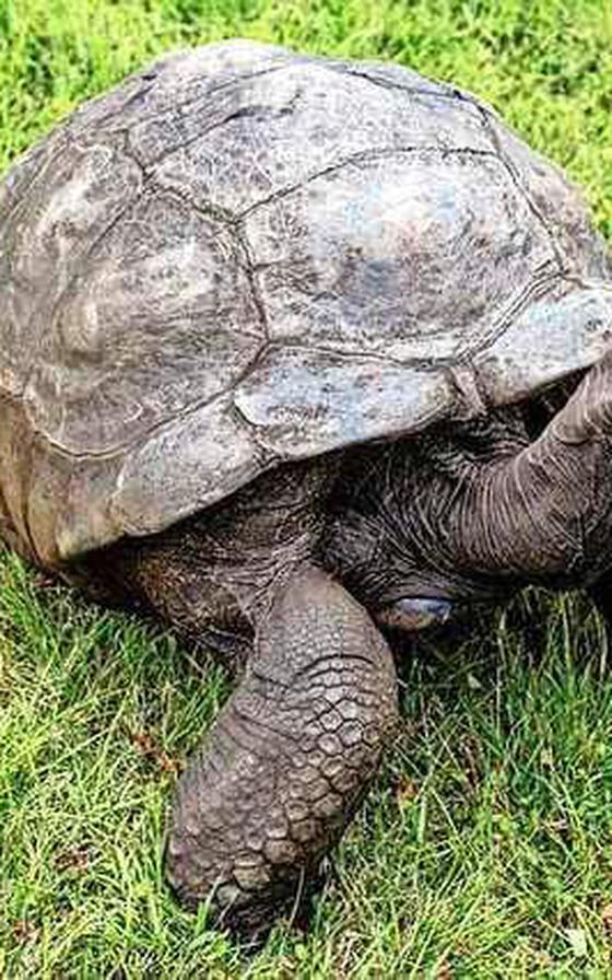 Oudste schildpad ter wereld viert 190ste verjaardag