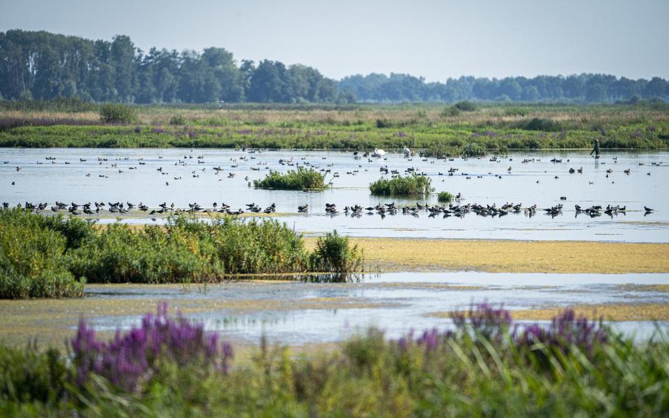 De nieuwe natuur van De Onlanden tussen Peize en Groningen.