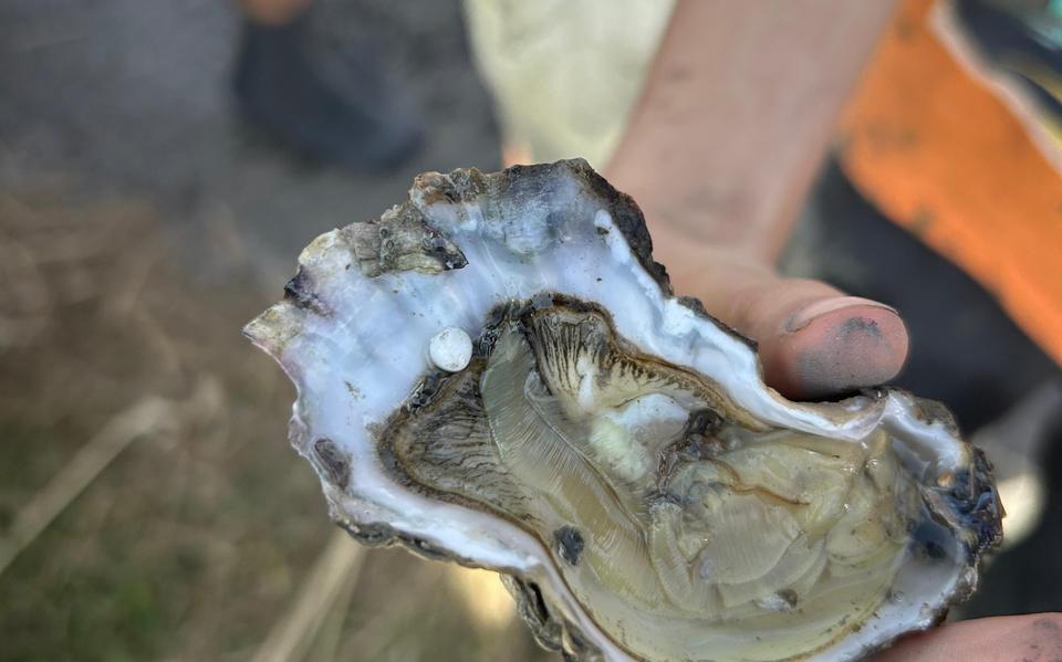 De oester met daarin de parel die Jurriaan vond.