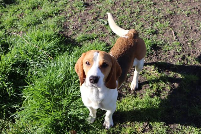 Wereldproefdierendag: kunnen we ook zonder pijnlijke dierproeven?