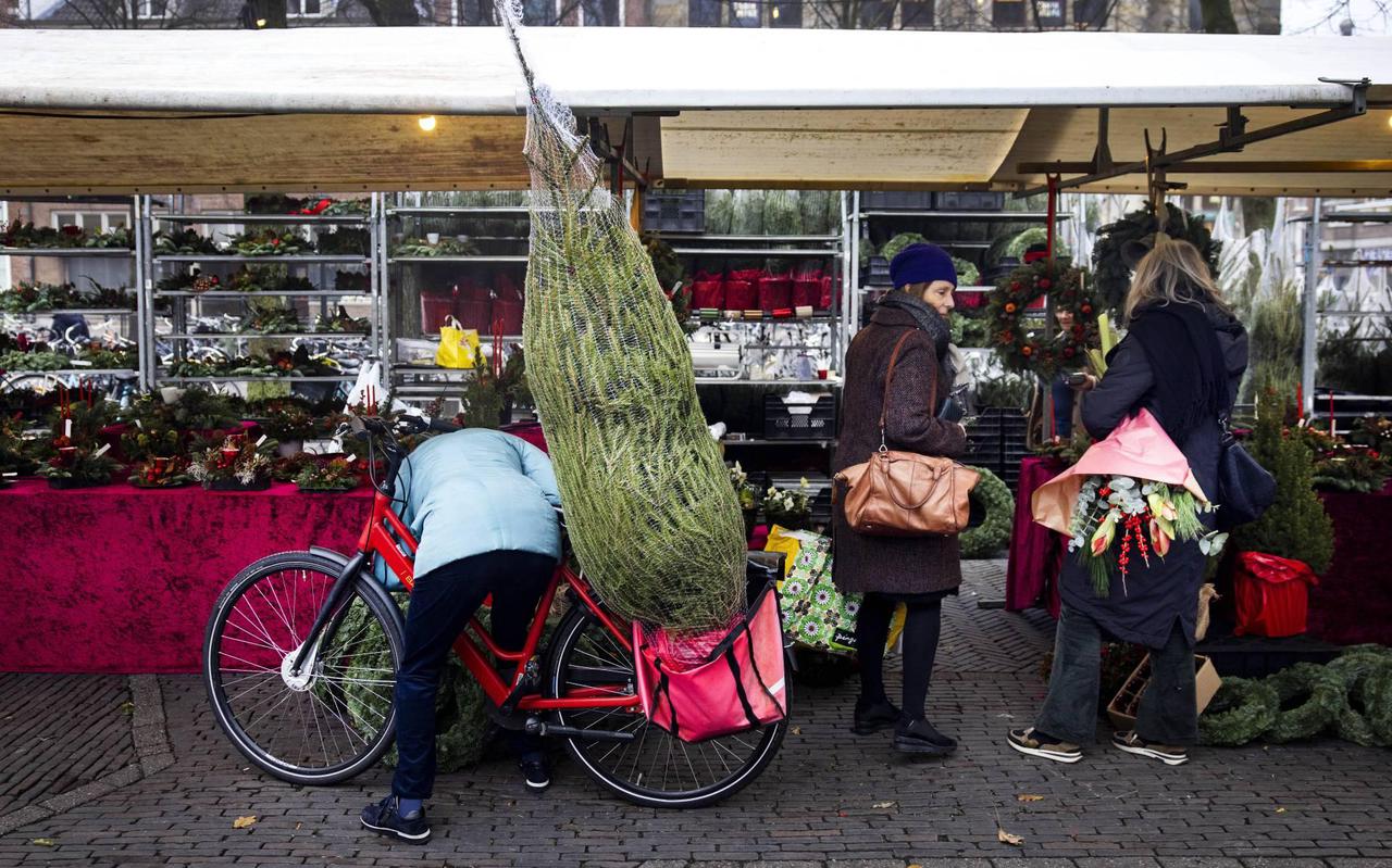 Kerstbomenkwekers in Drenthe en Groningen verwachten niet dat boom in eigen tuin weer aanslaat. 