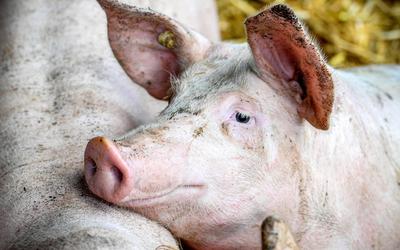 Uitbraak Afrikaanse varkenspest in Duitse deelstaat Nedersaksen