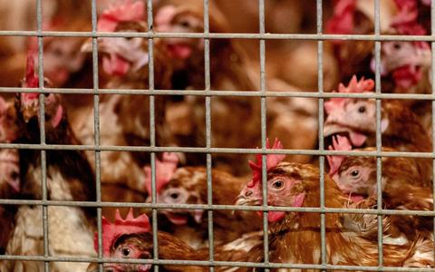 Duits onderzoek: Europa kampt met ergste uitbraak vogelgriep ooit