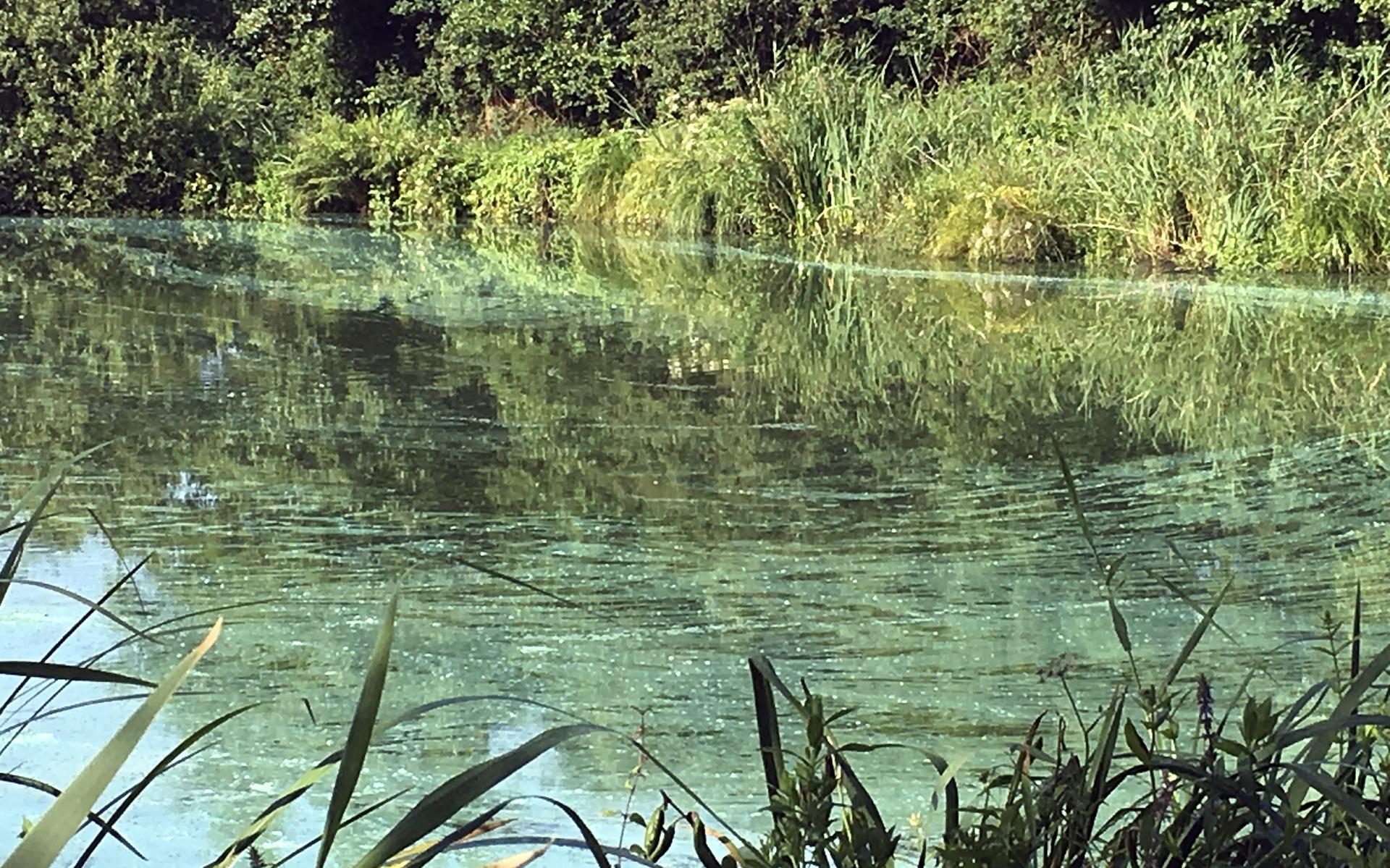 Nieuwe waarschuwingen voor blauwalg in Friesland - Leeuwarder Courant