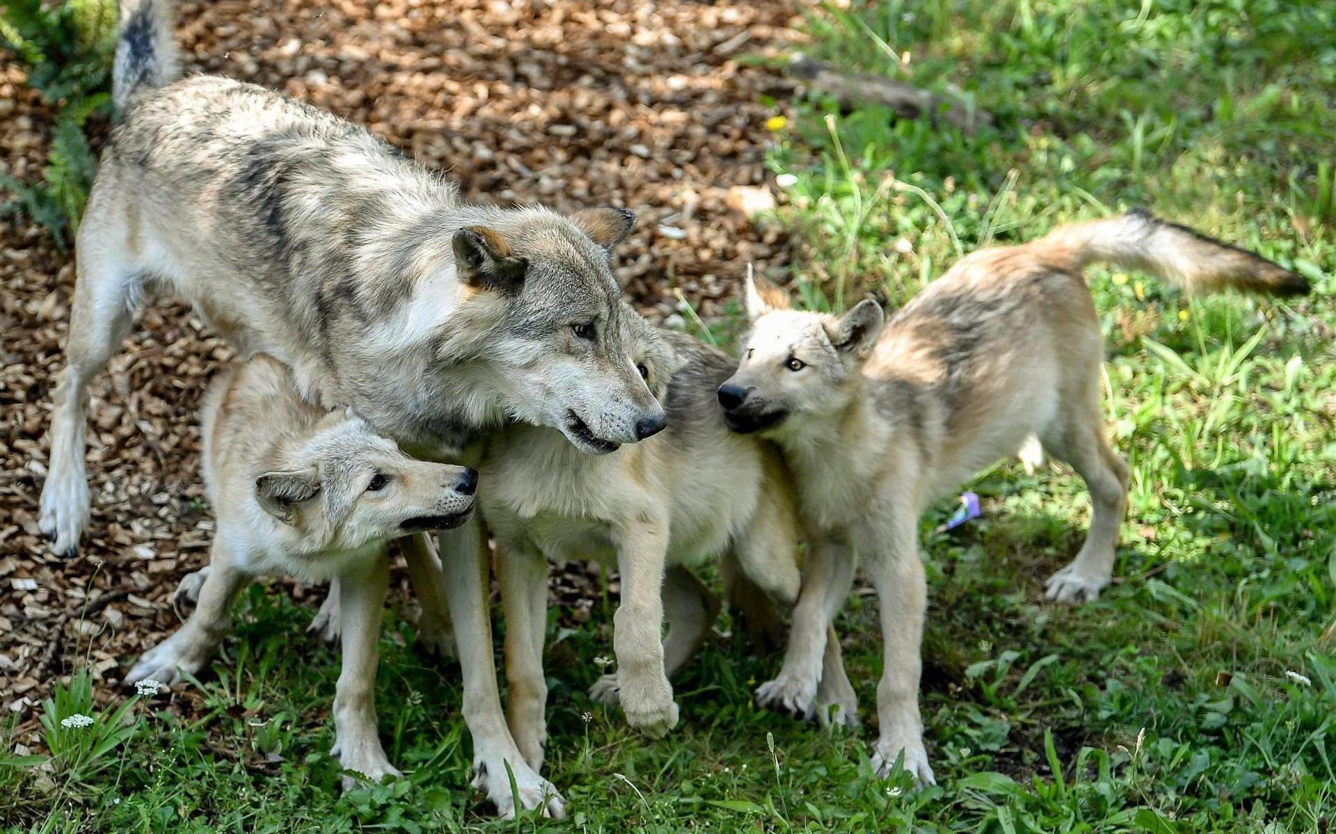 Was dat een wolf of een grote hond? Hier gaat de roedel in Friesland op
