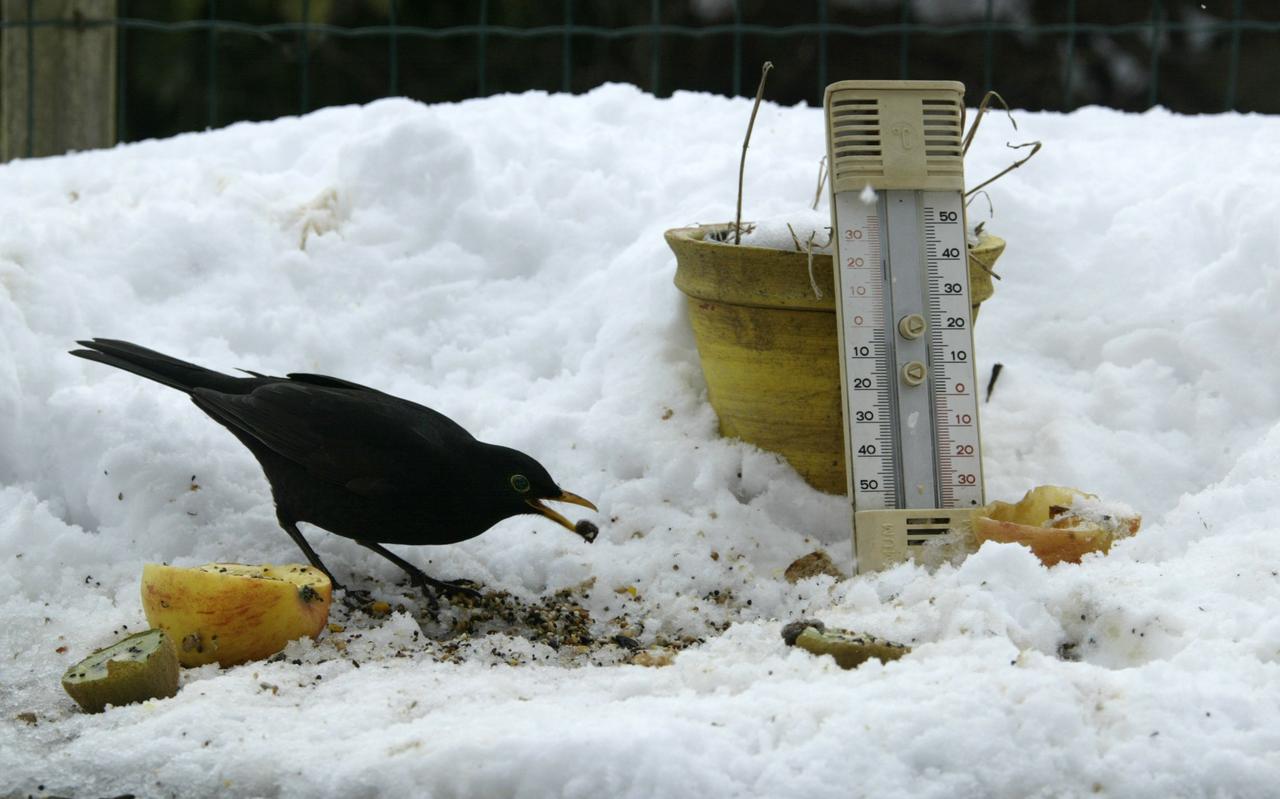 Om ’s nachts bij matige vorst warm te blijven, kan een vogel 20 procent van zijn lichaamsgewicht verliezen. Om ’s nachts bij matige vorst warm te blijven, kan een vogel 20 procent van zijn lichaamsgewicht verliezen.