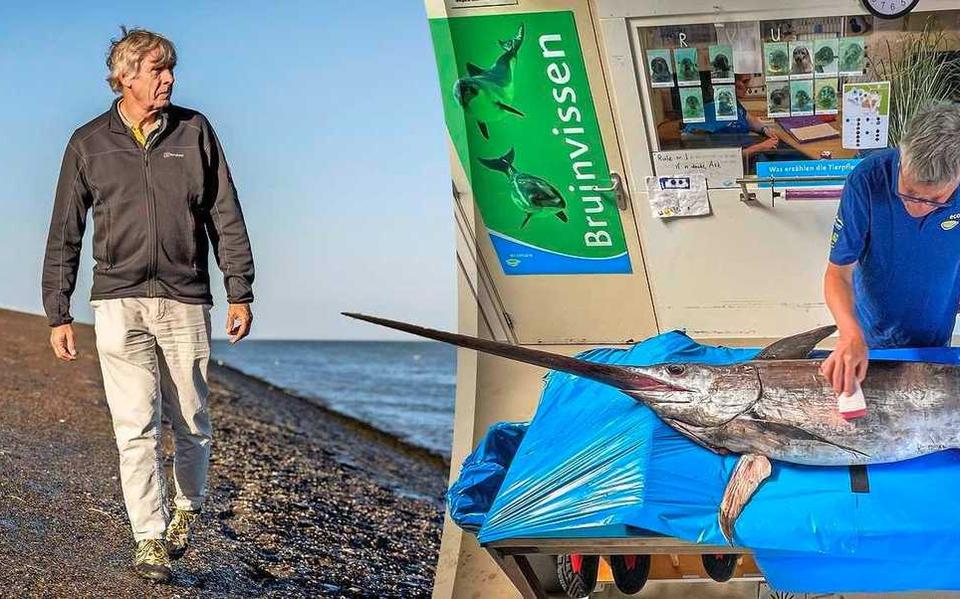 Zeebioloog Mardik Leopold (foto links) gaat de zwaardvis onderzoeken. Hij wil antwoord vinden op de vraag: waarom spoelde het dier aan?