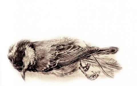 Dood vogeltje, getekend door Peter Vos