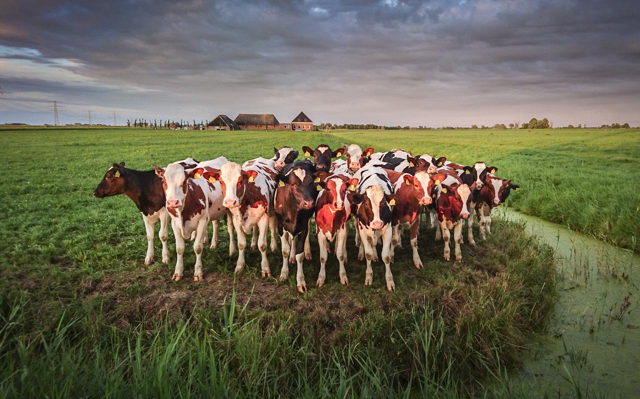 Koeien staan in het laatste licht van de dag in een weiland tussen Garnwerd en Oostum. De landbouw in ons land verliest elk jaar grond voor de bouw van huizen en fabrieken en de aanleg van wind- en zonneparken en nieuwe natuur.
