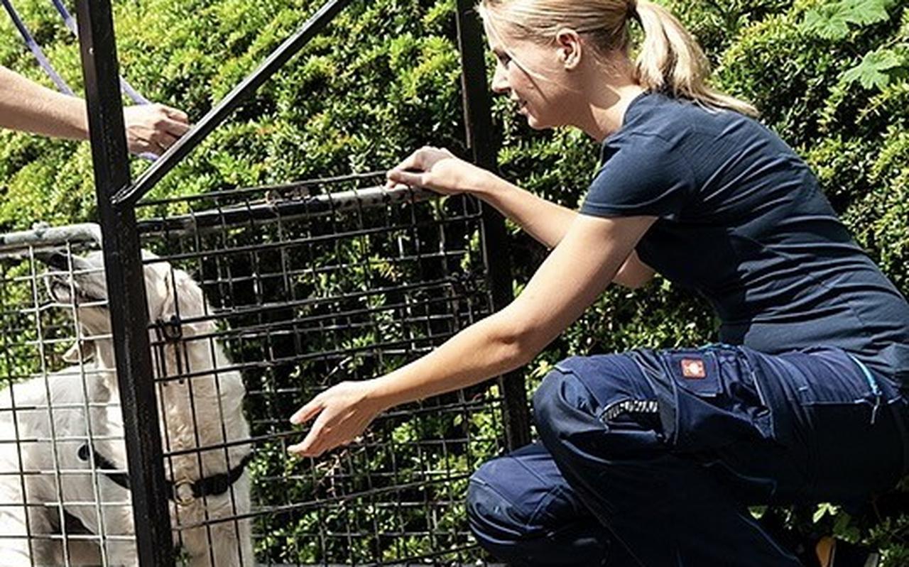 Renske Wemer van de Honden Zoekgroep Noord-Nederland, tevens bestuurslid van de landelijke stichting Honden Zoekgroep, heeft het in december een stuk drukker dan normaal. Dat heeft alles te maken met vuurwerk. Renske Wemer van de Honden Zoekgroep Noord-Nederland, tevens bestuurslid van de landelijke stichting Honden Zoekgroep, heeft het in december een stuk drukker dan normaal. Dat heeft alles te maken met vuurwerk.
