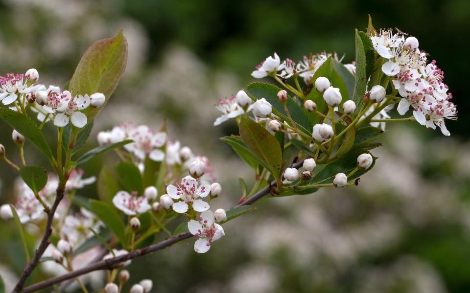 Appelbes in bloei.