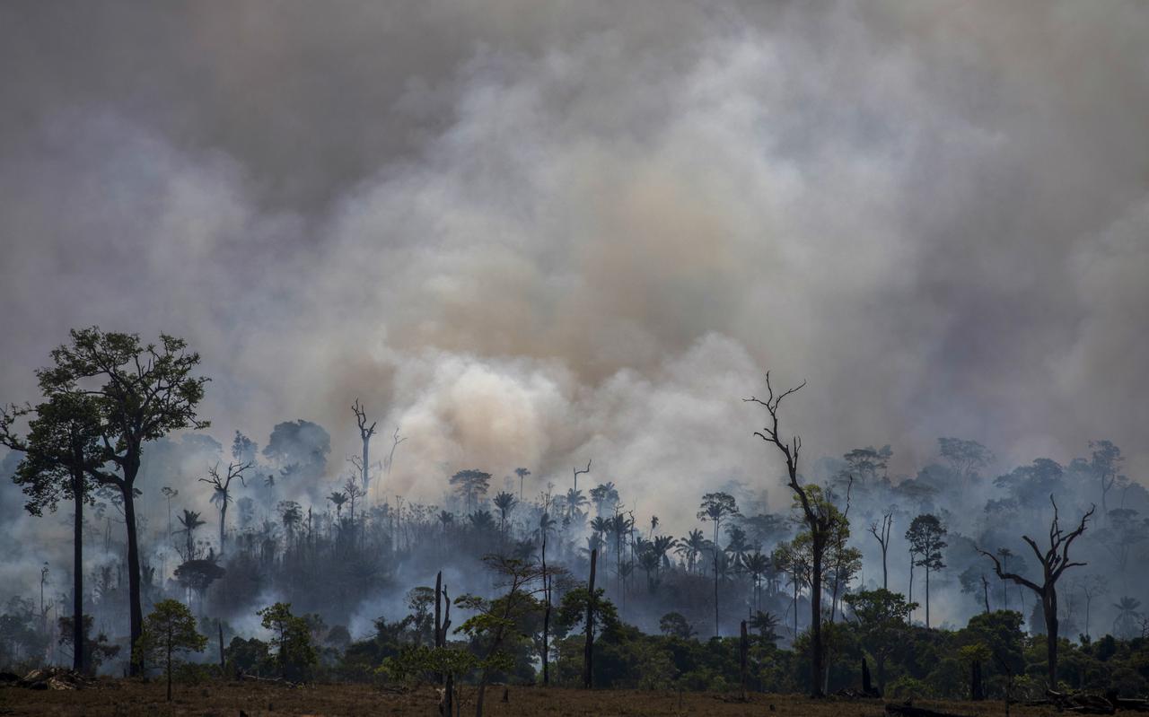 Houtkap en illegaal aangestoken bosbranden in het Amazone-gebied beïnvloeden de waterhuishouding in de bodem. Fotot Joao Laet