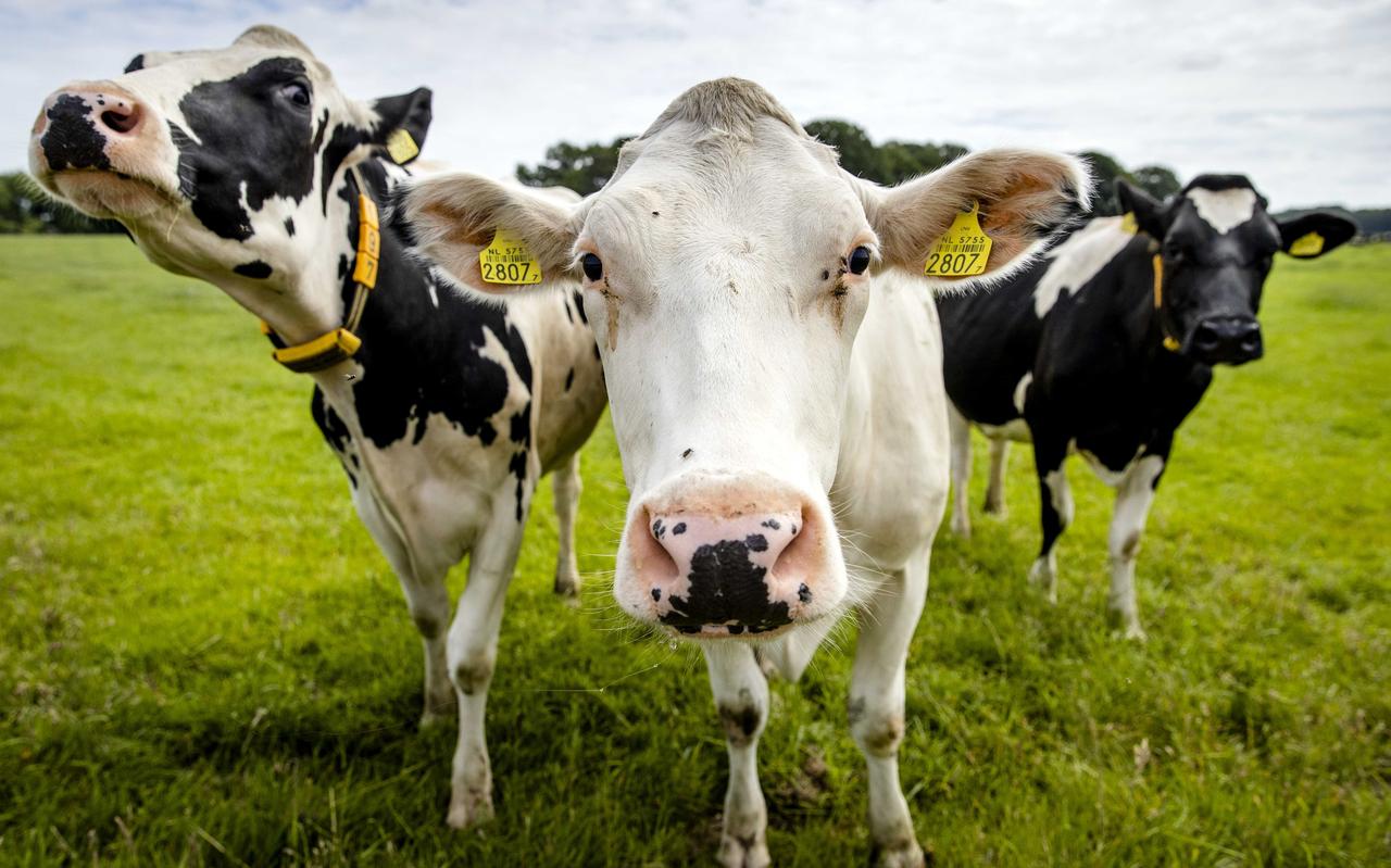 Koeien in een weiland in de Gelderse Vallei, een van de gebieden waar de stikstofuitstoot drastisch naar beneden moet. Koeien in een weiland in de Gelderse Vallei, een van de gebieden waar de stikstofuitstoot drastisch naar beneden moet.
