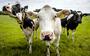 Koeien in een weiland in de Gelderse Vallei, een van de gebieden waar de stikstofuitstoot drastisch naar beneden moet.