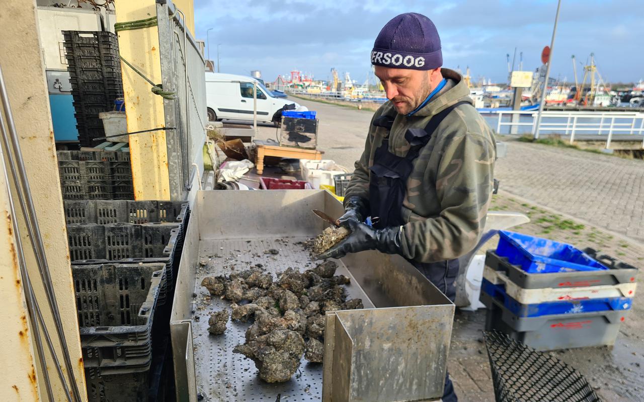 Bij 't Ailand serveren ze wilde oesters rechtstreeks van het Wad. Barbara Geertsema-Rodenburg: ,,We hebben hier goud in handen.''