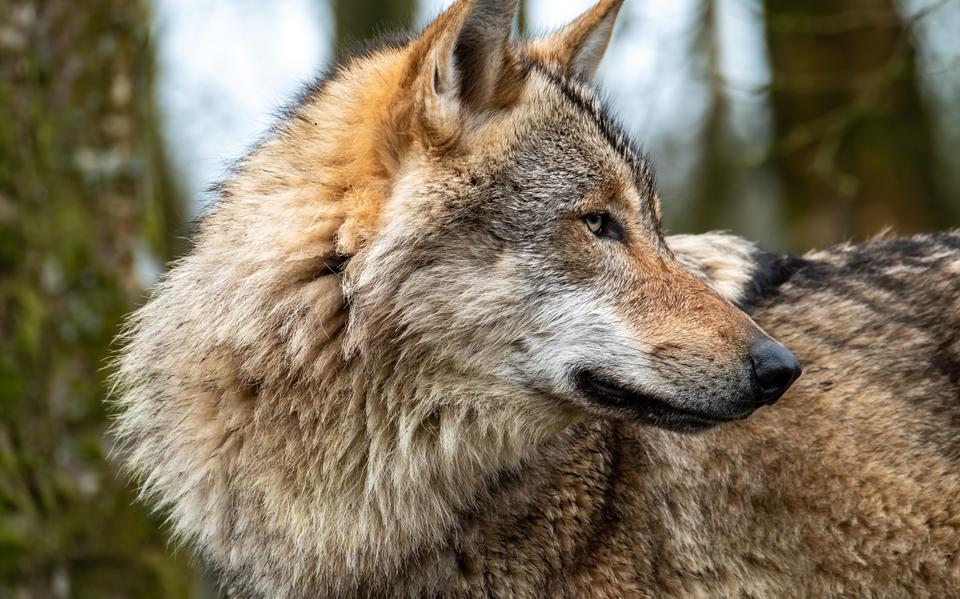 De wolf maakt vele tongen los.