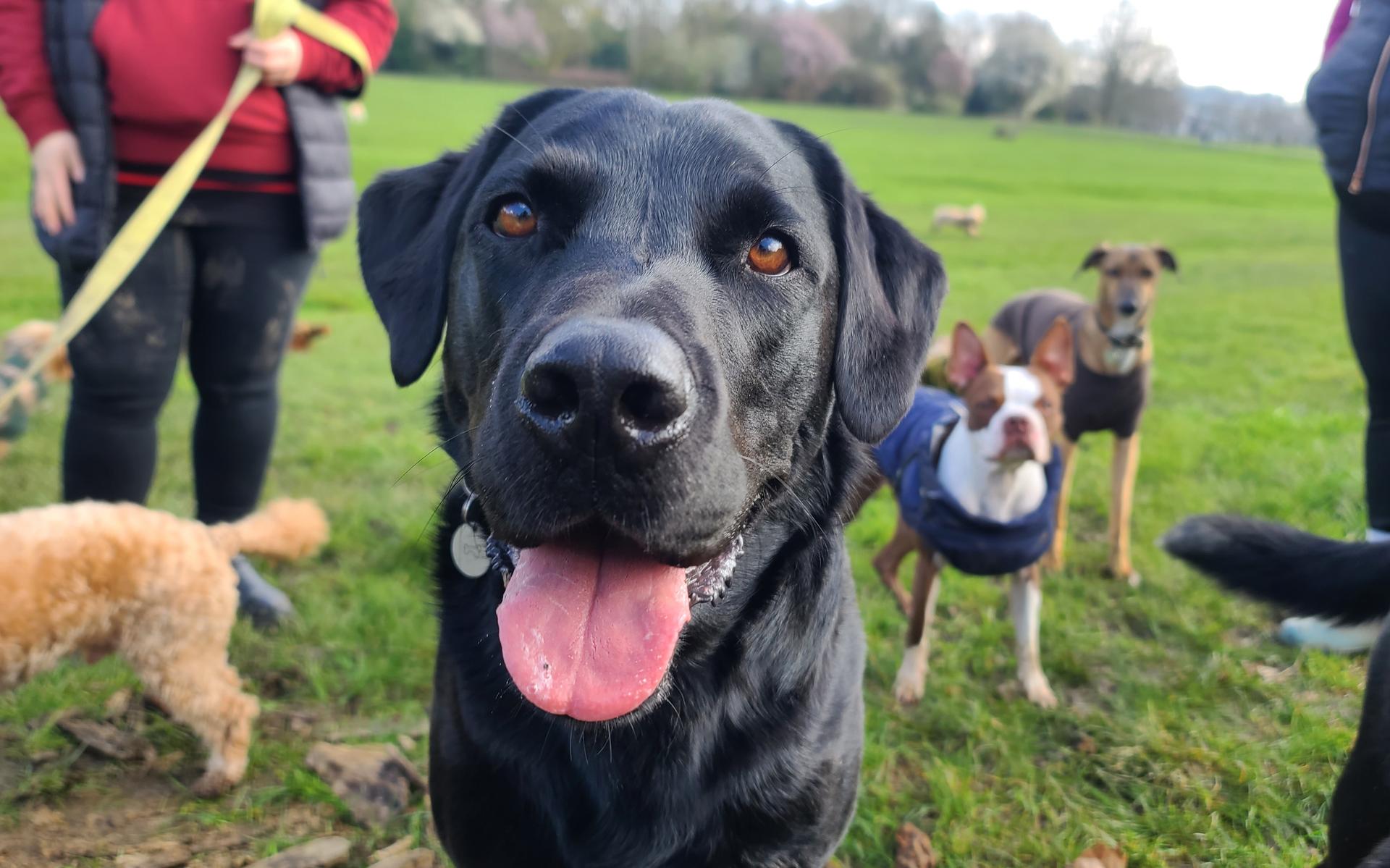 Het zou goed zijn als niet iedereen zomaar een hond mag aanschaffen