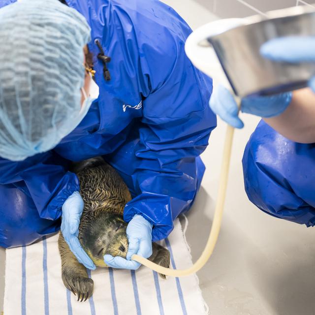 Hoe gaat het nu met Rave, de zeehondenpup die door feestgangers bij haar moeder werd weggehaald?