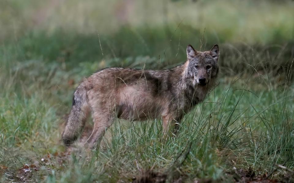 Een wolf op de Veluwe.