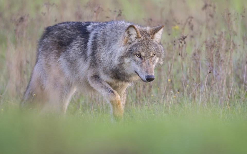 Een wolf gezien bij Oude Willem aan de rand van het Drents Friese Wold. 