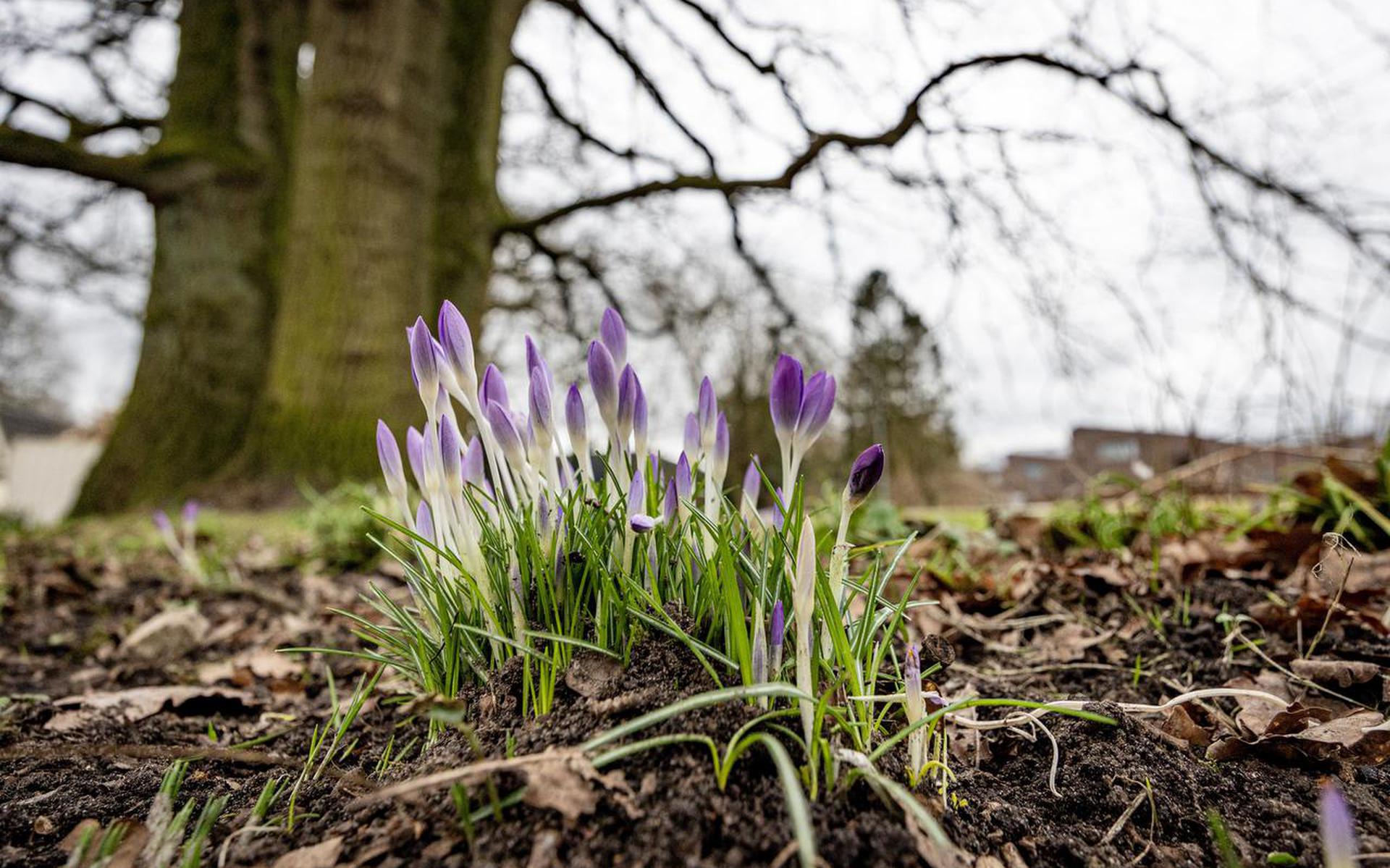 Volgens de kalender is het nog volop winter, maar op veel plekken in Nederland kondigt de lente zich, via bloeiende krokussen, al aan.