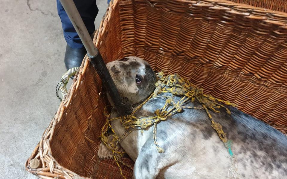 Medewerkers van de Dierenambulance waren er deze keer op tijd bij om de zeehond te redden.