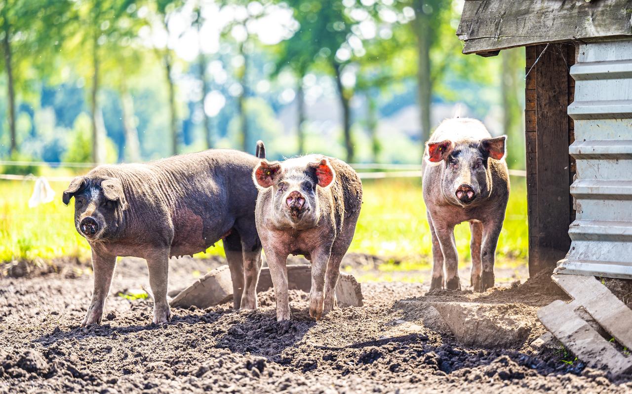 Biologische varkens van het veebedrijf Steenbergen in Ansen. Biologische varkens van het veebedrijf Steenbergen in Ansen.