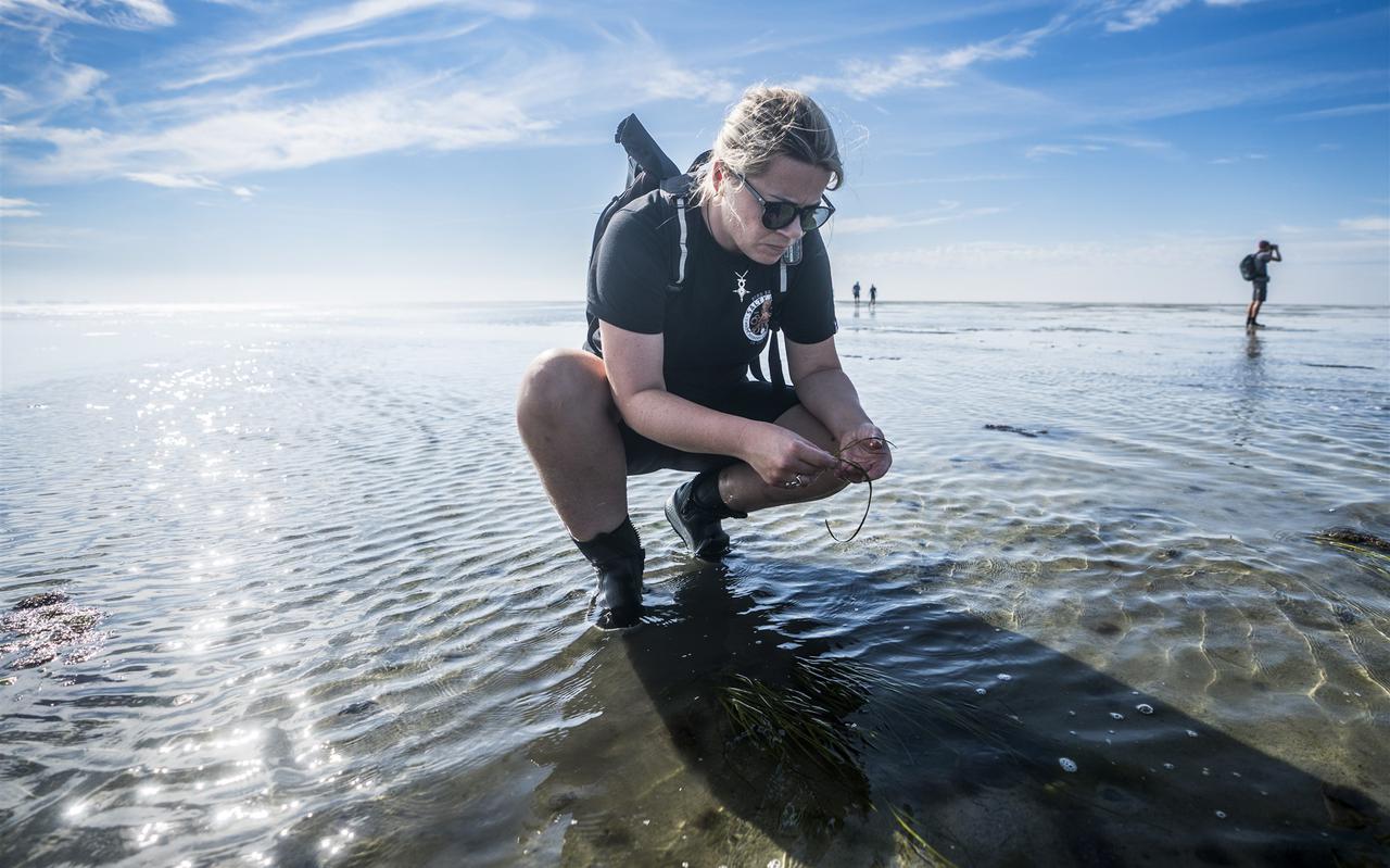 Een onderzoeker bekijkt een zeegrasveld in de Waddenzee.