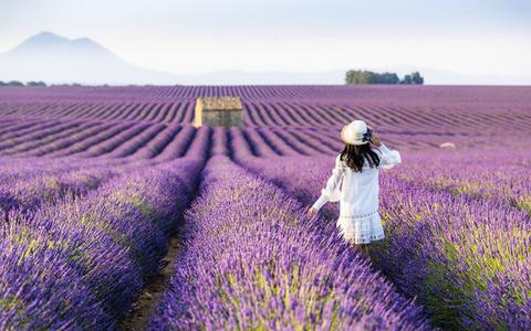 Naar de bloeiende lavendelvelden in de Franse Provence? Straks begint de elektrische vliegreis in Drachten of Hoogeveen. 