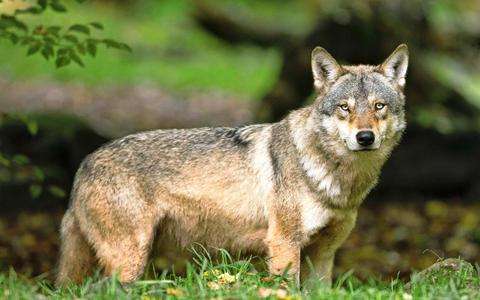 Partij voor de Dieren wil 'mensvrije' gebieden waar wolf gang kan gaan