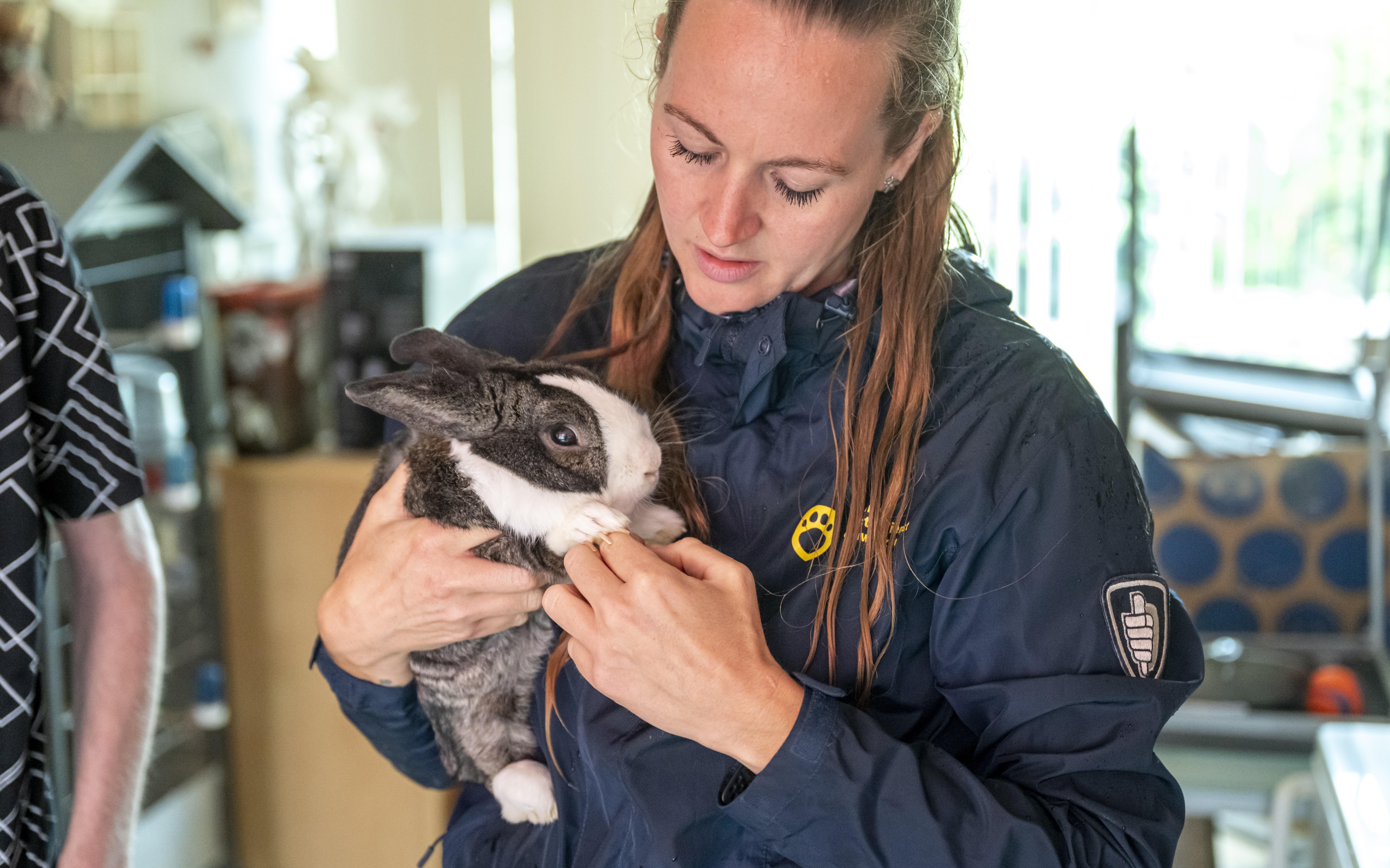 Femke onderzoekt de nagels van een konijn, ze controleert huisdierhouders namens de Landelijke Inspectiedienst Dierenwelzijn.  