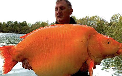 Britse hengelaar vangt enorme goudvis van zo'n dertig kilo in Frankrijk: 'Het aas ging van links naar rechts'