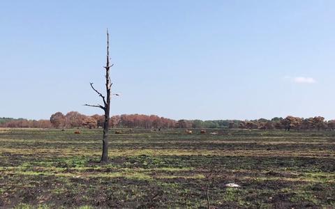 Natuur verwoest, historische karrensporen gespaard bij brand Drents-Friese Wold