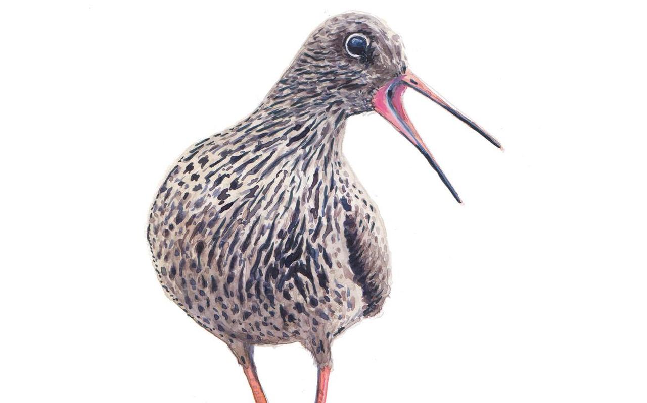 Tureluur, illustratie uit boek 'Vogels van de wadden: 25 verhalen'. Tureluur, illustratie uit boek 'Vogels van de wadden: 25 verhalen'.