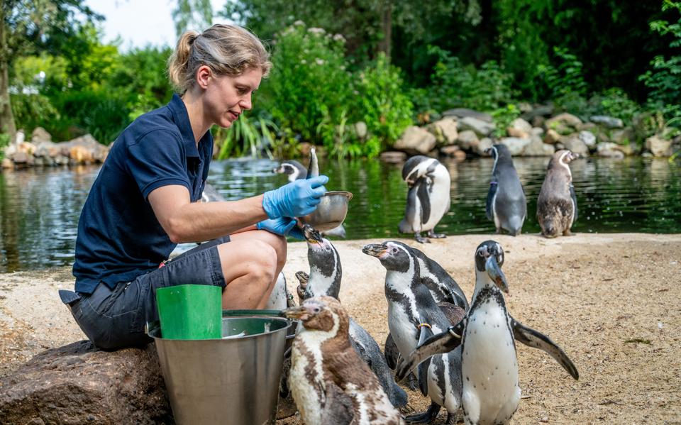 Feikje Takens voert de humboldtpinguïns bij AquaZoo.