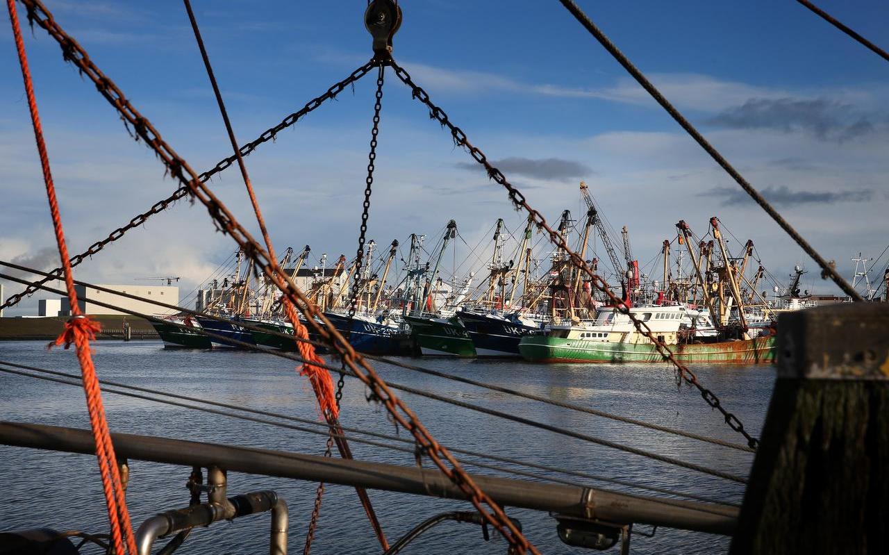 De Harlinger Visserijhaven. De Harlinger Visserijhaven.