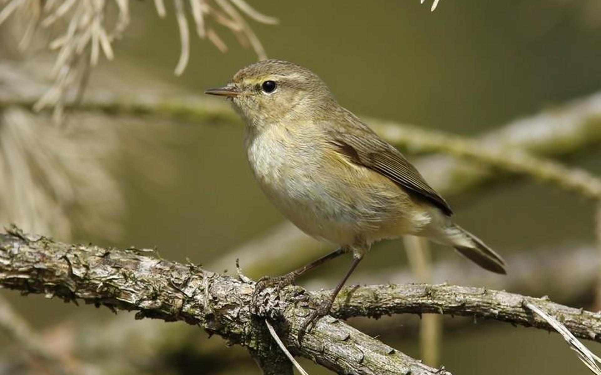 Recordaantal Nederlanders telt vogels in de tuin: bekijk welke vogels in Friesland en jouw buurt het