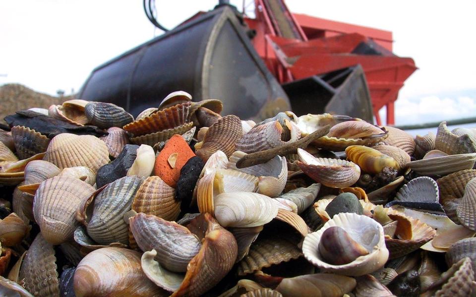 Schelpen lossen in Harlingen
