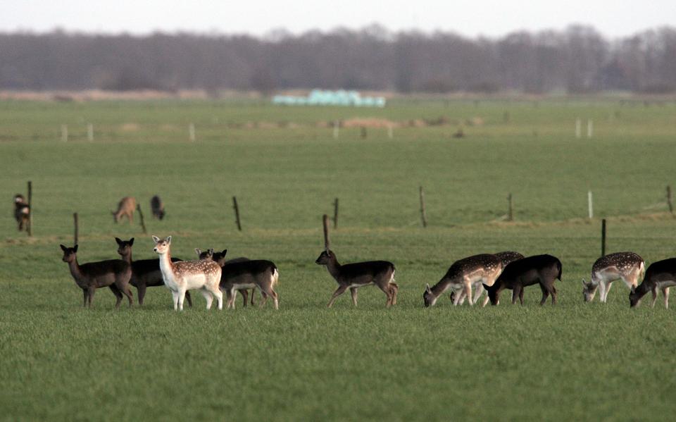 Een groep damherten in de omgeving van Katlijk. 