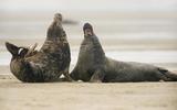 Grijze zeehond op zandplaat in de Waddenzee. Twee vechtende mannetjes. 