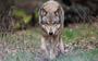 Opnieuw wolf gezien in Friesland: het dier werd in de omgeving van Katlijk gefilmd