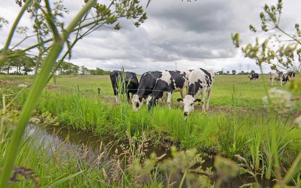 oeren lieten hun vee gewoon naar buiten gaan, zoals dit weidende koppel koeien langs de Aldemiede bij Tytsjerk. 
