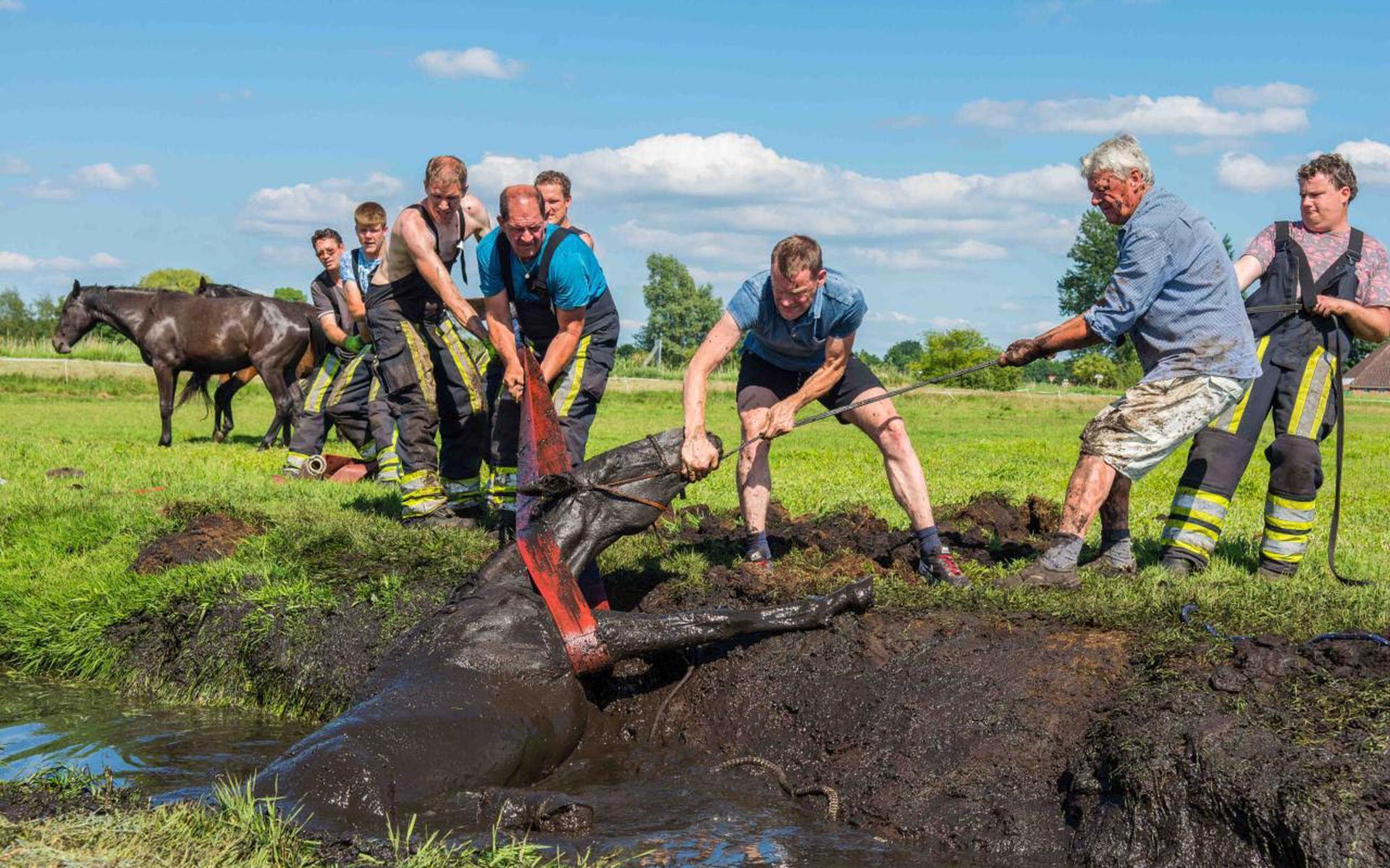 Brandweer Redt Paard Uit Diepe Sloot Bij Wolvega - Leeuwarder Courant