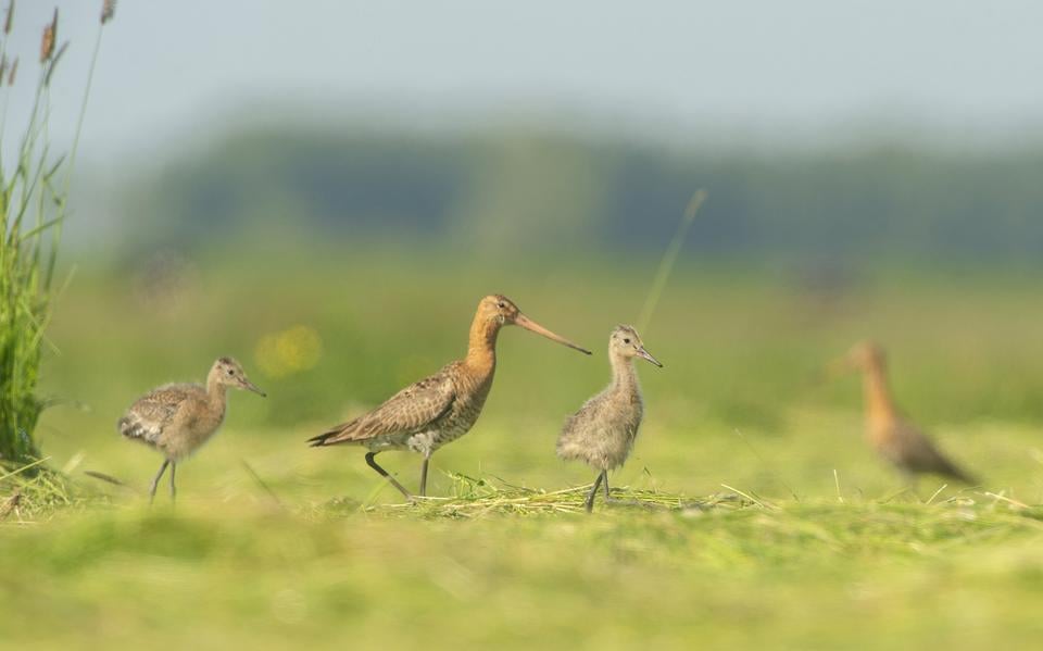 Een grutto met enkele kuikens in een gemaaid perceel grasland. 